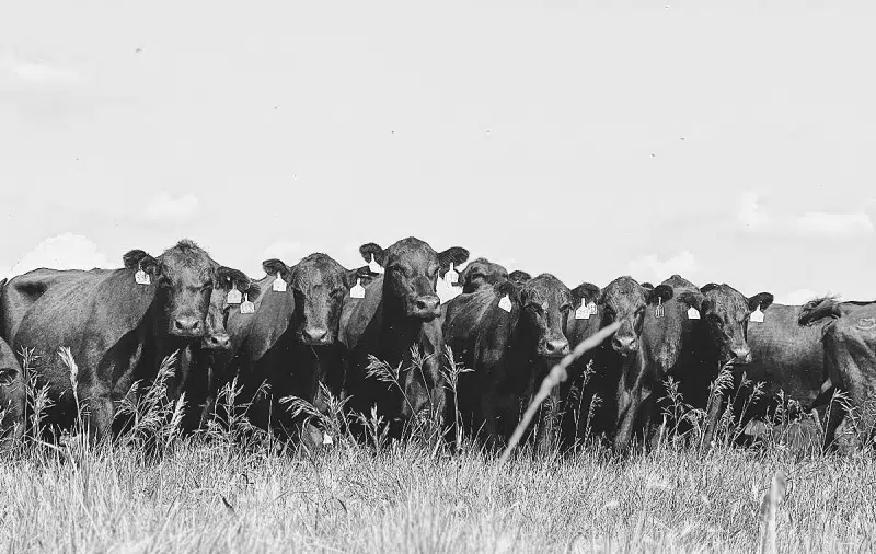 herd of cattle in a pasture