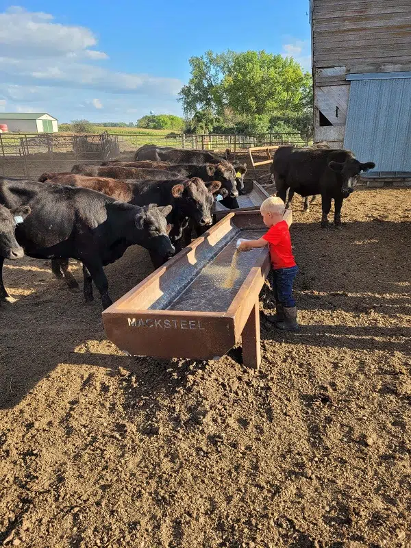 young boy dumping feed from a cup into a feed bunk for cattle