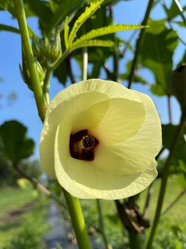 okra bloom