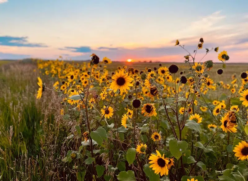 sunflowers in a pasture at sunset