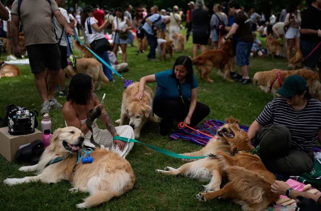 Golden retriever gathering in Buenos Aires sets new world record
