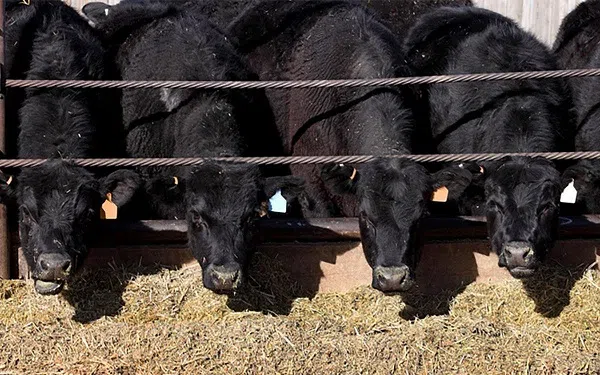 Four black cows eating at a feed bunk.