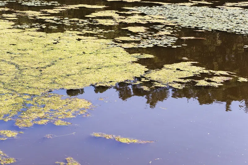 Cyanobacteria (blue-green algae) advisory issued for Lessard Lake