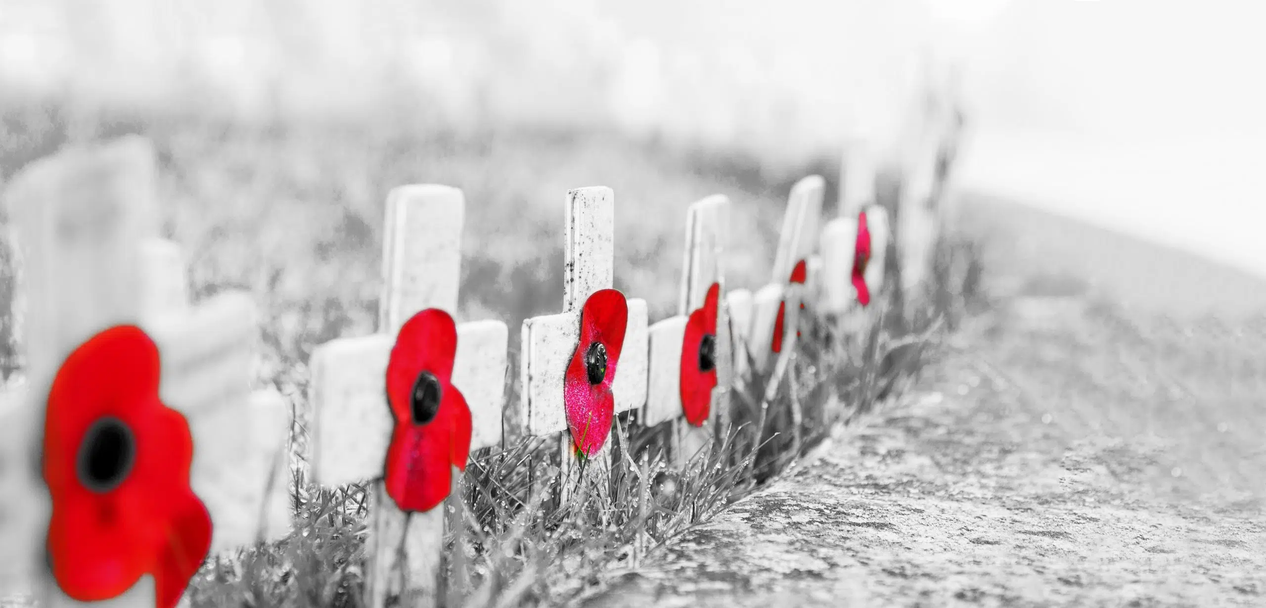 Remembrance Day Ceremonies in 2022