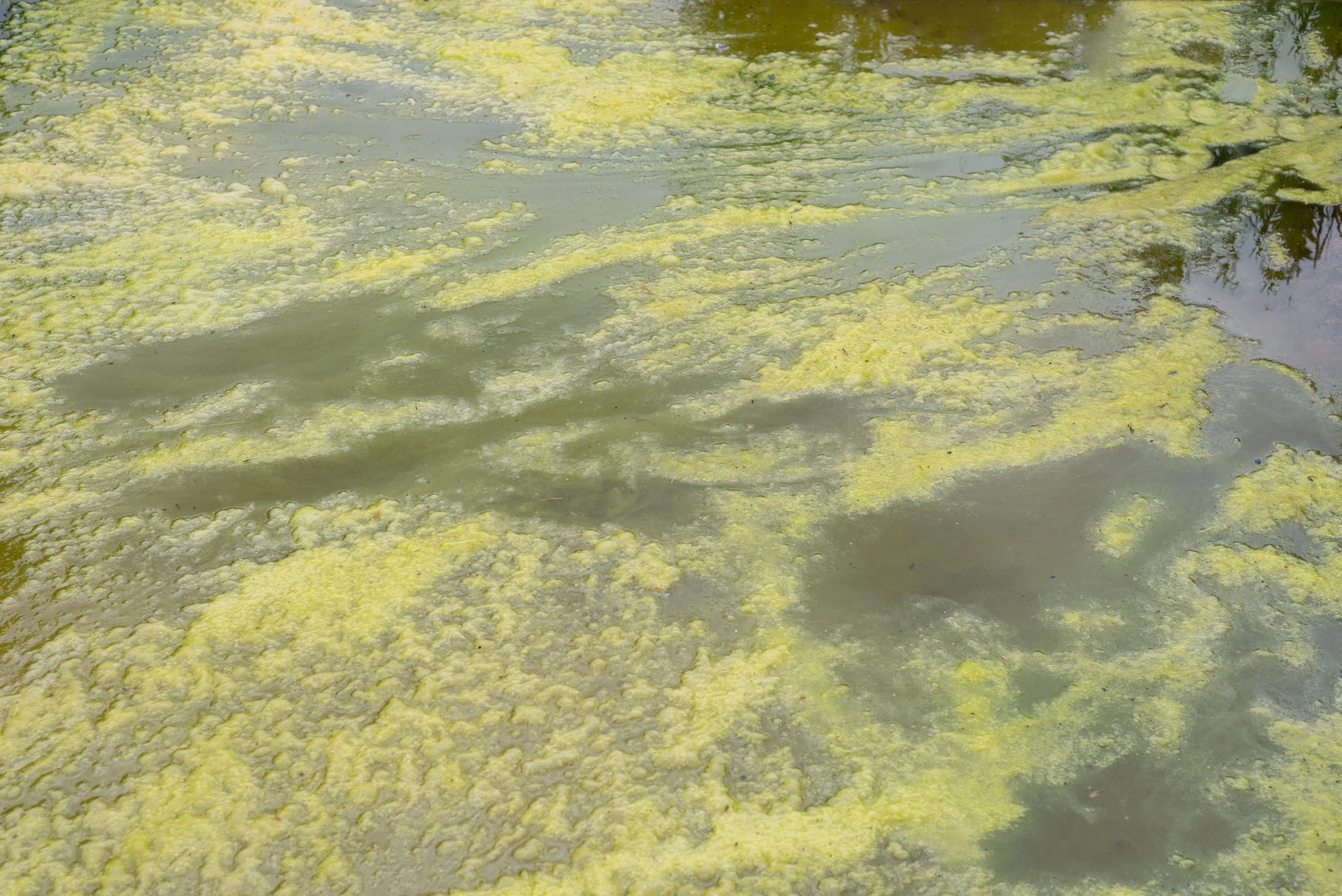 Blue-green algae advisory issued for Goose Lake in Woodlands County ...