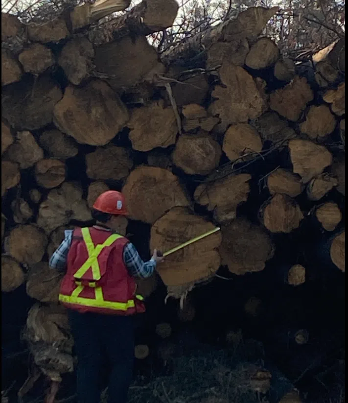 Willmore Park clean up underway in Edson