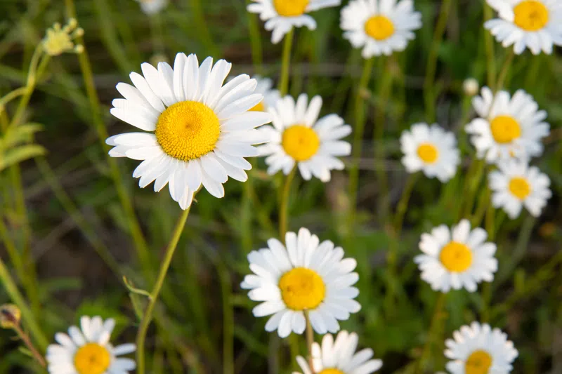 Woodlands County now accepting applications for Tall Buttercup and Oxeye Daisy Control Assistance Program