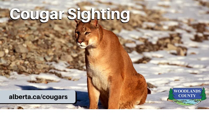 Cougar Spotted in Sak-Da-Wah subdivision