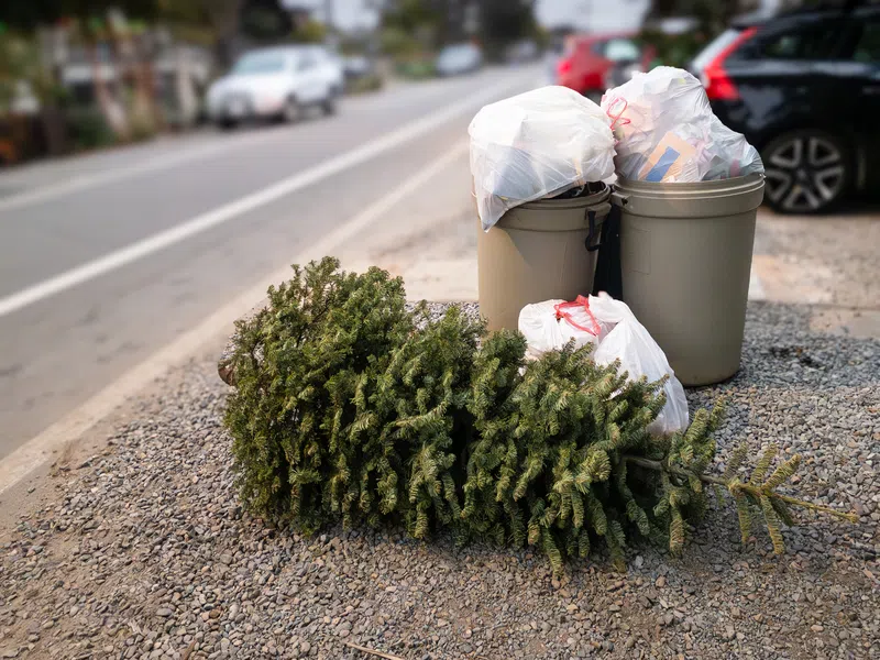 Christmas tree collection for Whitecourt residents XM 105