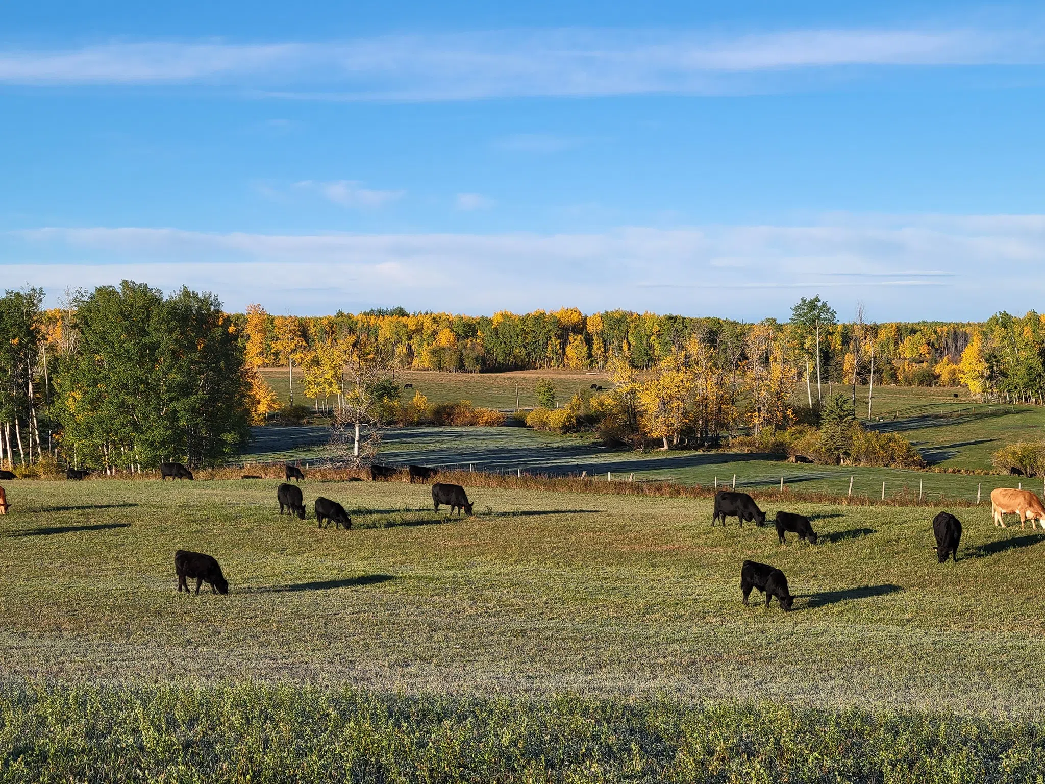 Greenview declares agricultural disaster for livestock industry amidst drought and pest challenges