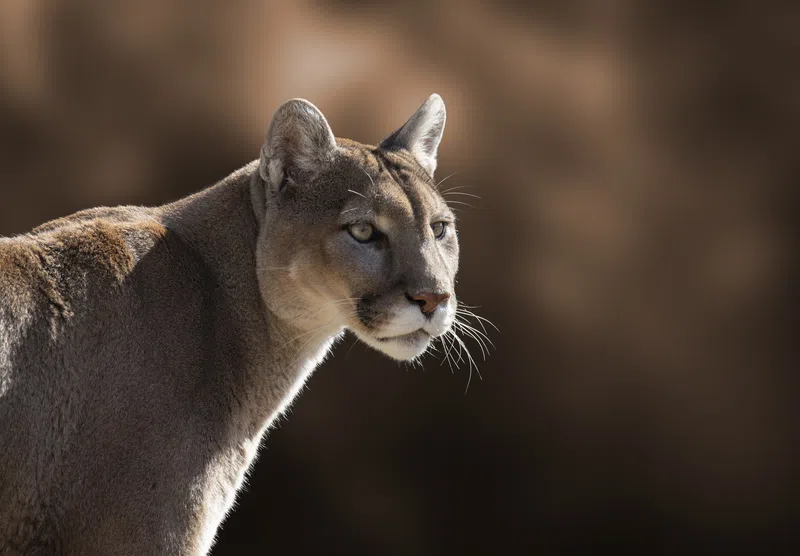 Cougar sighting reported in Whitecourt's Centennial Park area