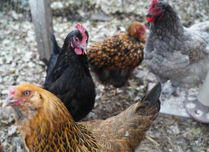 First reading passed: Barrhead town council considers permitting urban hens