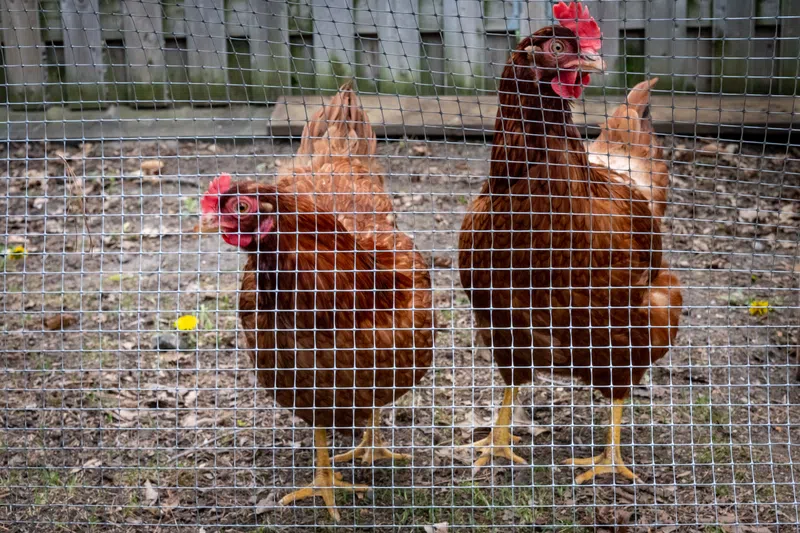 Town of Barrhead residents invited to give input on tax incentive for new builds and urban hen allowance