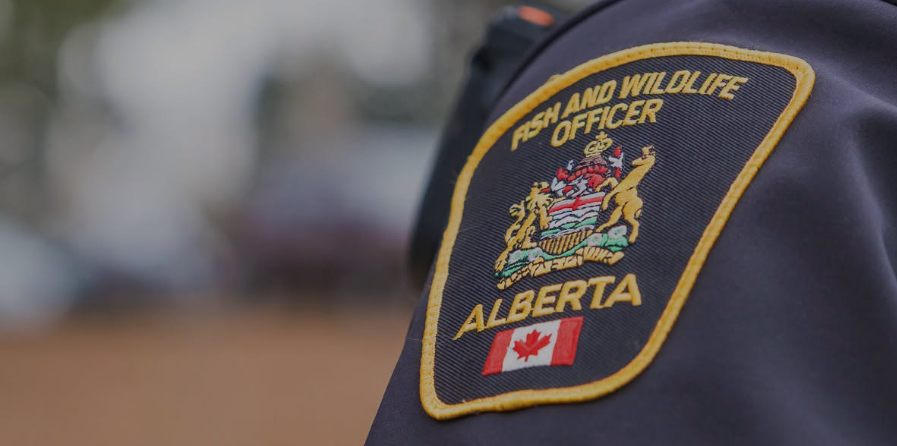 Fish and Wildlife investigating grizzly death near Swan Hills
