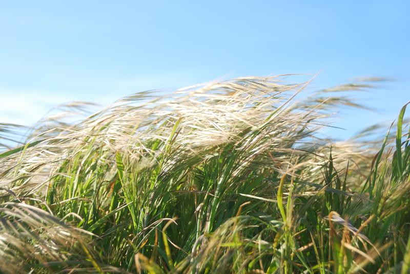 Wind gusts reach peak of 93 km/h in Edson