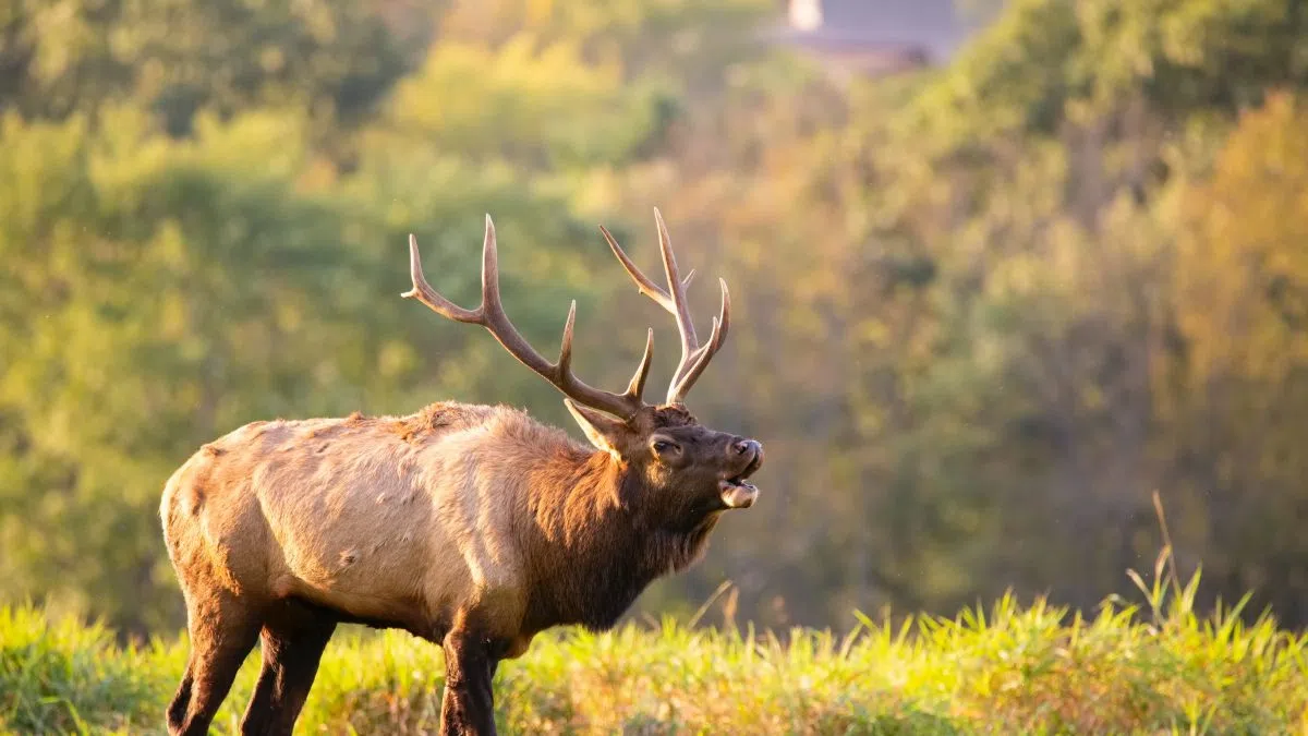 Nebraska Big Game Society to auction elk permit Feb. 26