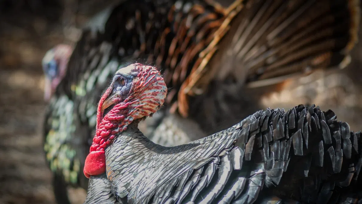 Nonresident Nebraska turkey permits sold out 1340 KGFW The