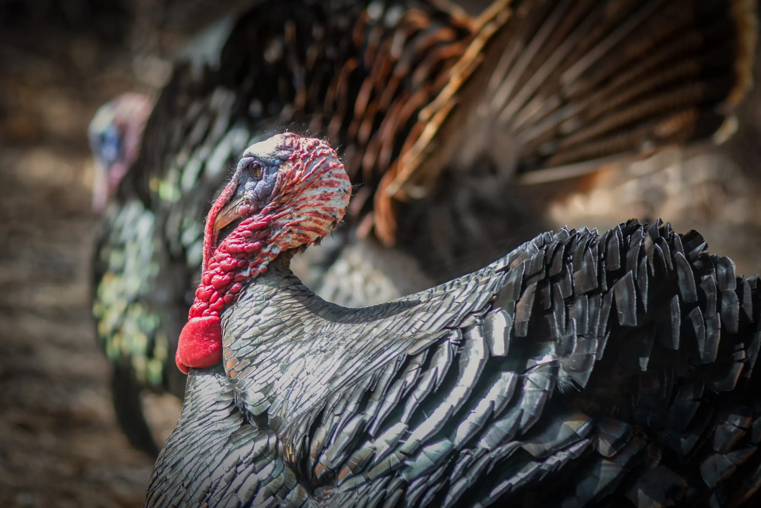 Nonresident Nebraska turkey permits sold out Hits 106 The Tri