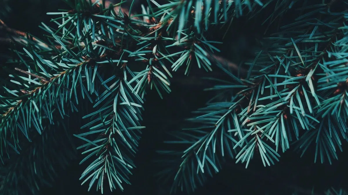 Kearney Christmas tree dropoff locations 1340 KGFW The Information