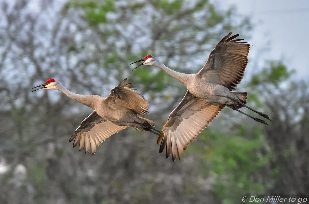 38,000 Sandhill Cranes Flock to Nebraska in a Record-Breaking