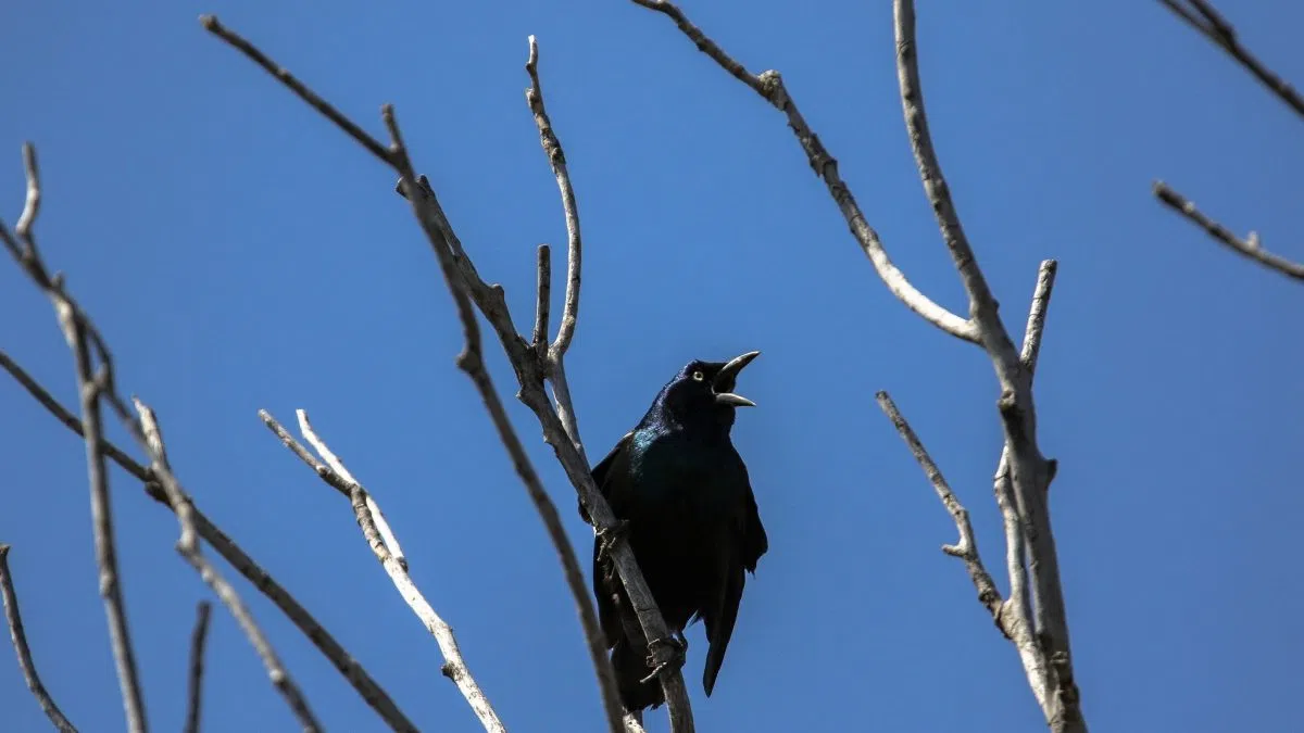 Document nature, help scientists during City Nature Challenge | 1340 ...