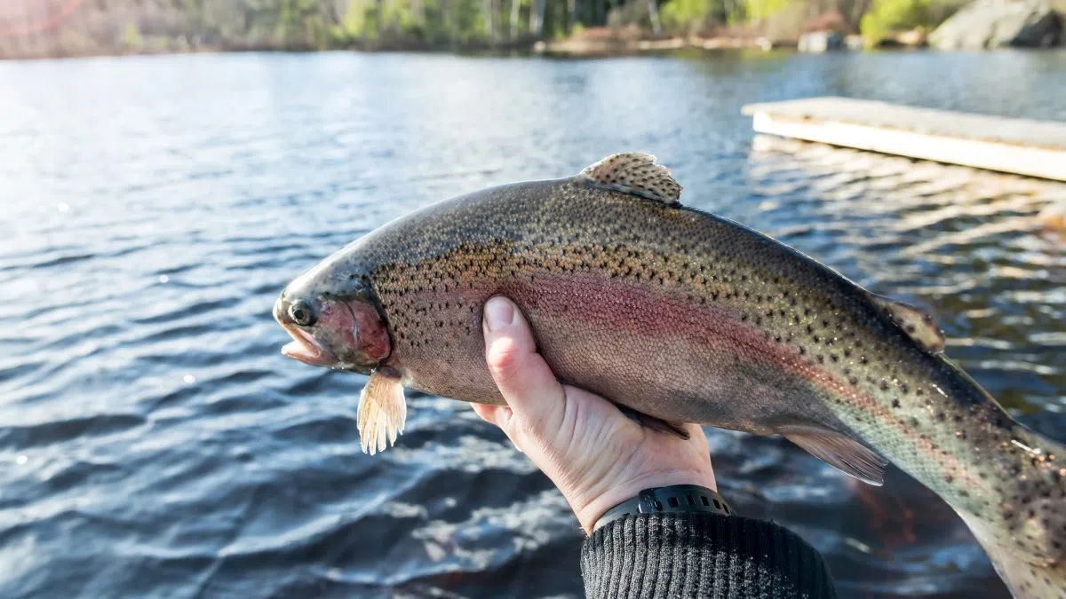 Game and Parks releasing rainbow trout this spring