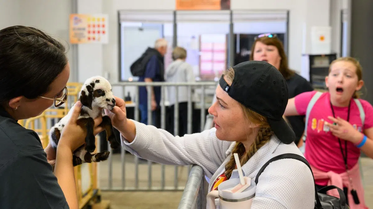 Nebraska State Fair gives veterinary students a hands-on learning experience