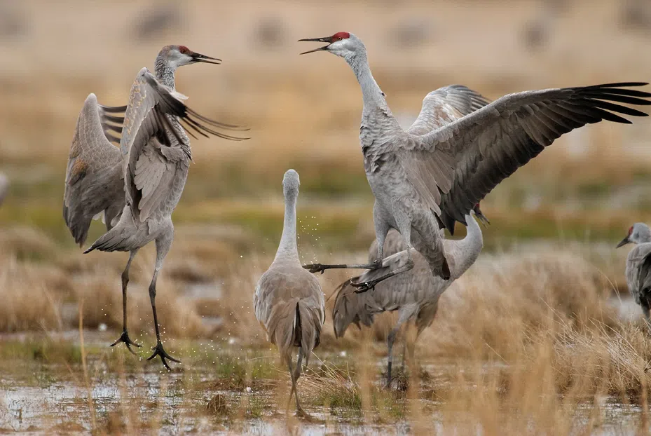 Sandhill cranes will soon begin arriving on Platte River in Central Nebraska