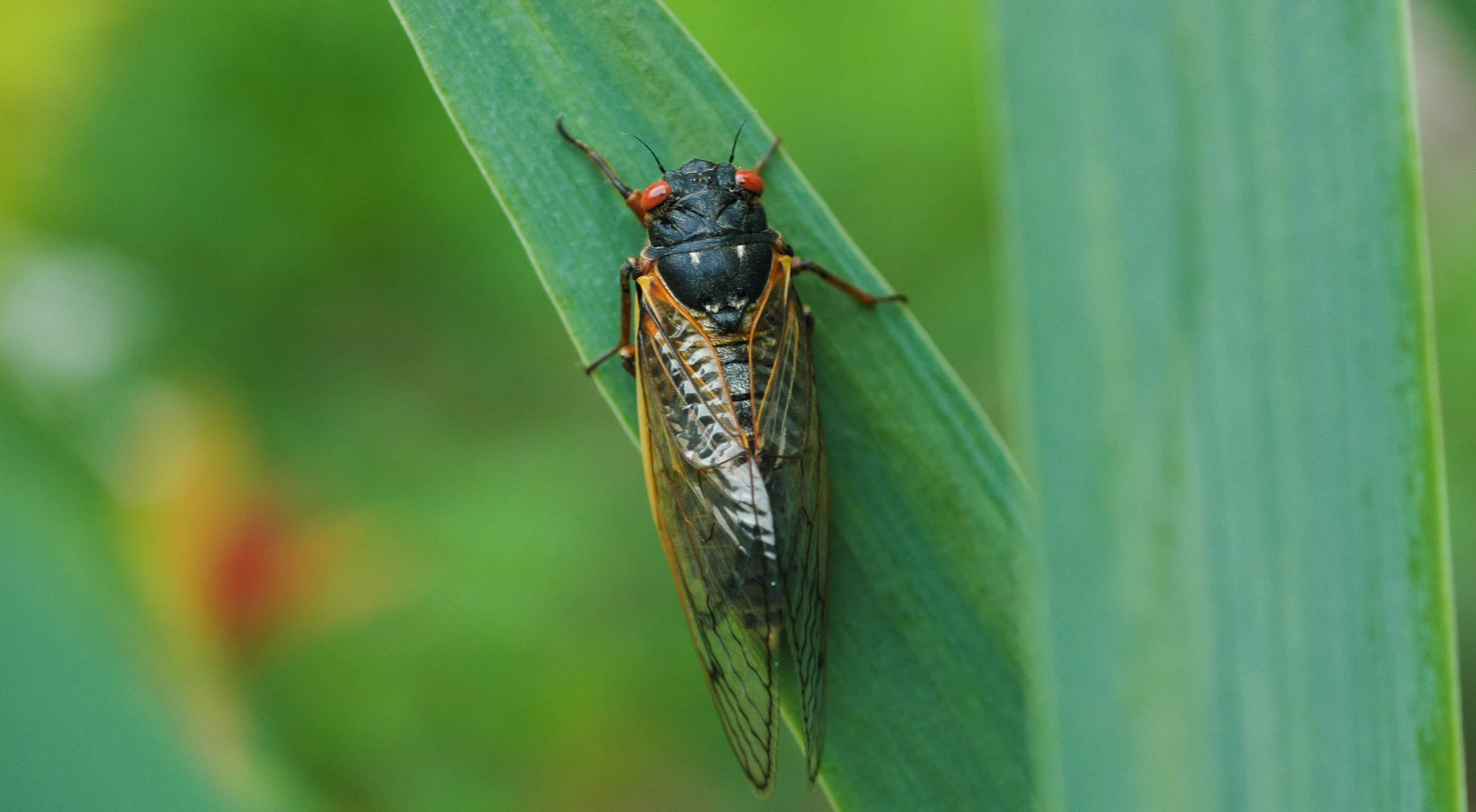 I had to get a new ripple cicada bc the last snakehead i caught