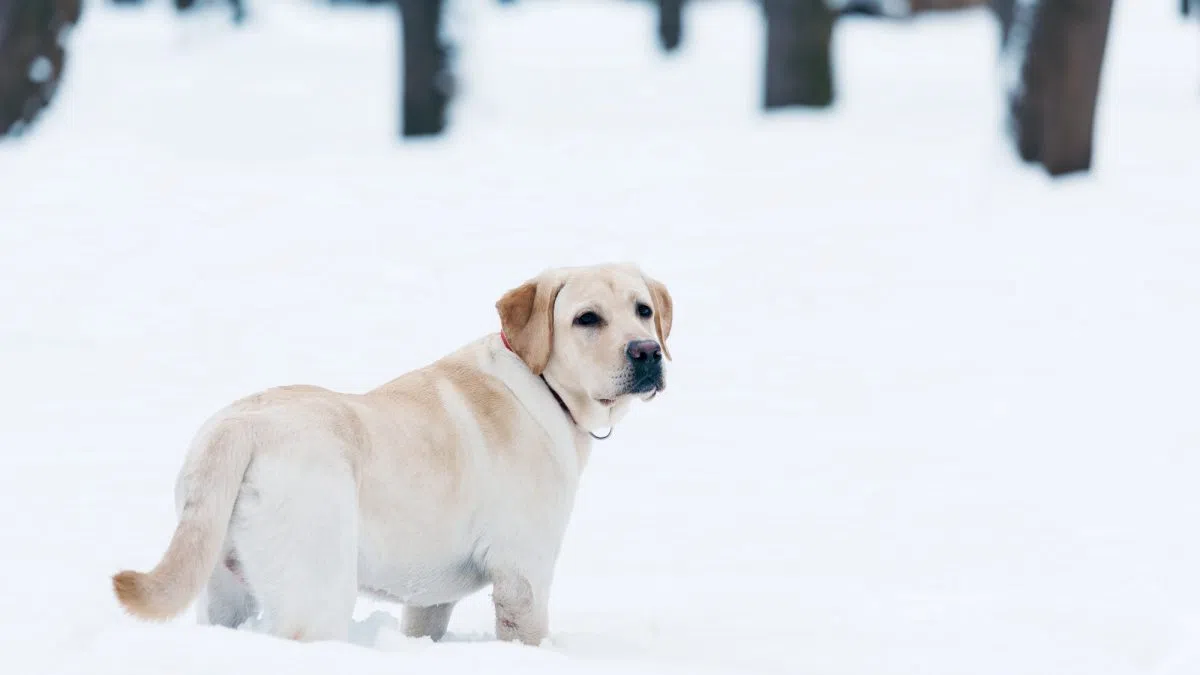 Cold Weather Pet Care Tips