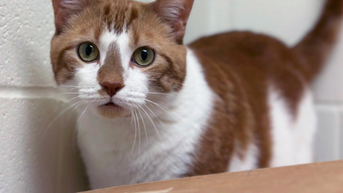 Pet Of The Week – Alvin - Vimarsana News