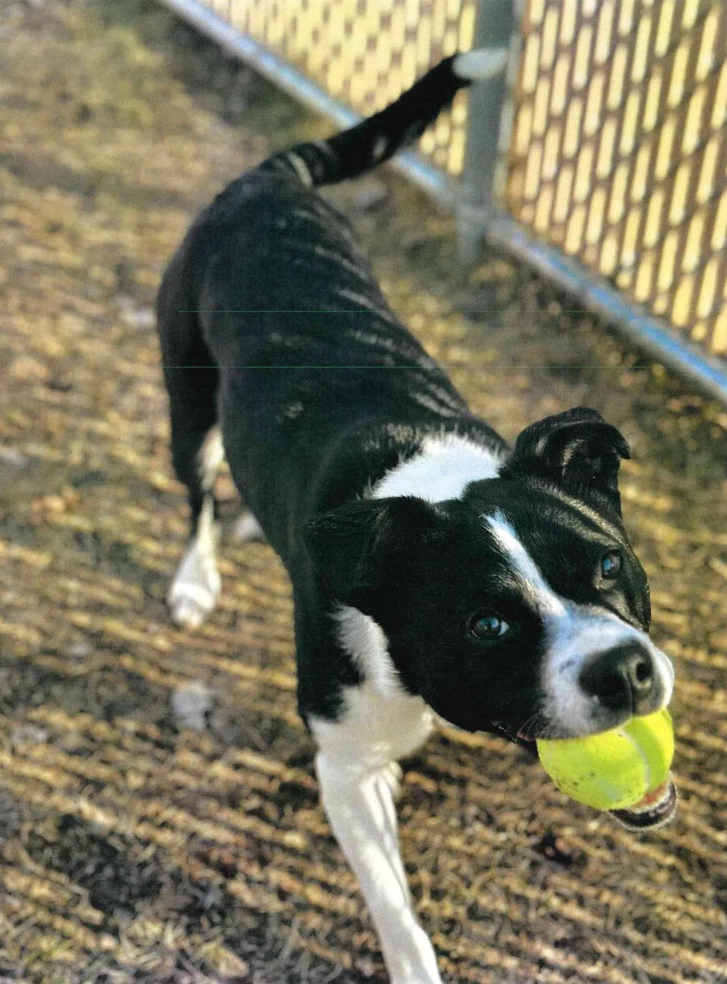 Pet of the Week Meet Archie Hot 96 7