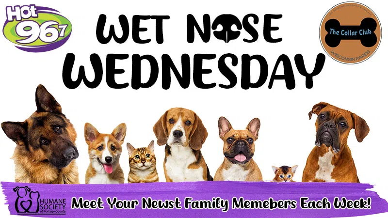 Feature: https://hot967fm.com/wet-nose-wednesday/