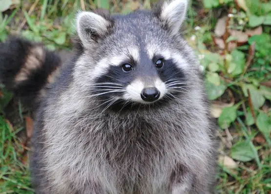 Cases Of Canine Distemper In Racoons Reported In Lincoln | KLIN - News ...