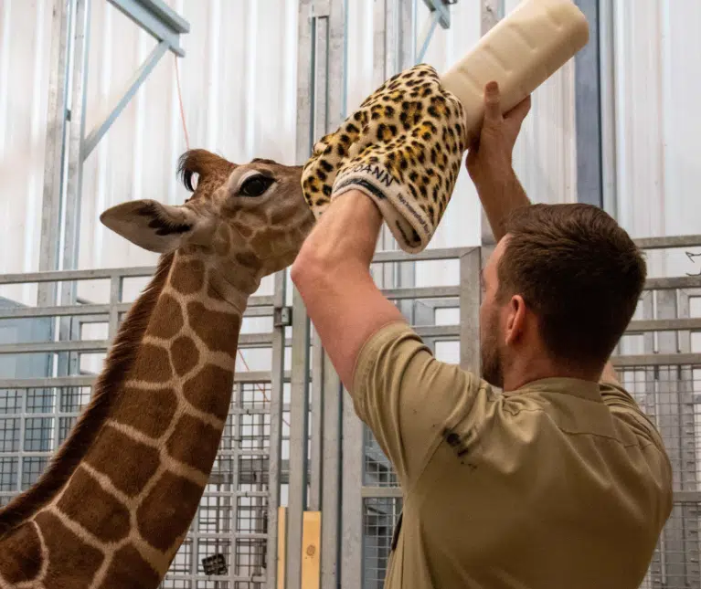 Giraffe Born At Lincoln Children’s Zoo Moving To Colorado | KLIN - News ...