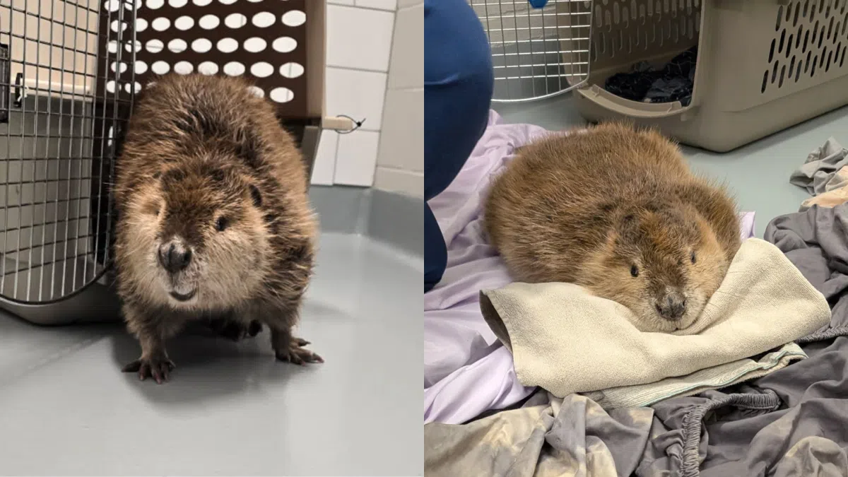 Lincoln Beaver Rescued During Cold Snap Showing Signs of Recovery