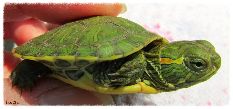 Woman brings smiles to community with tiny turtles.