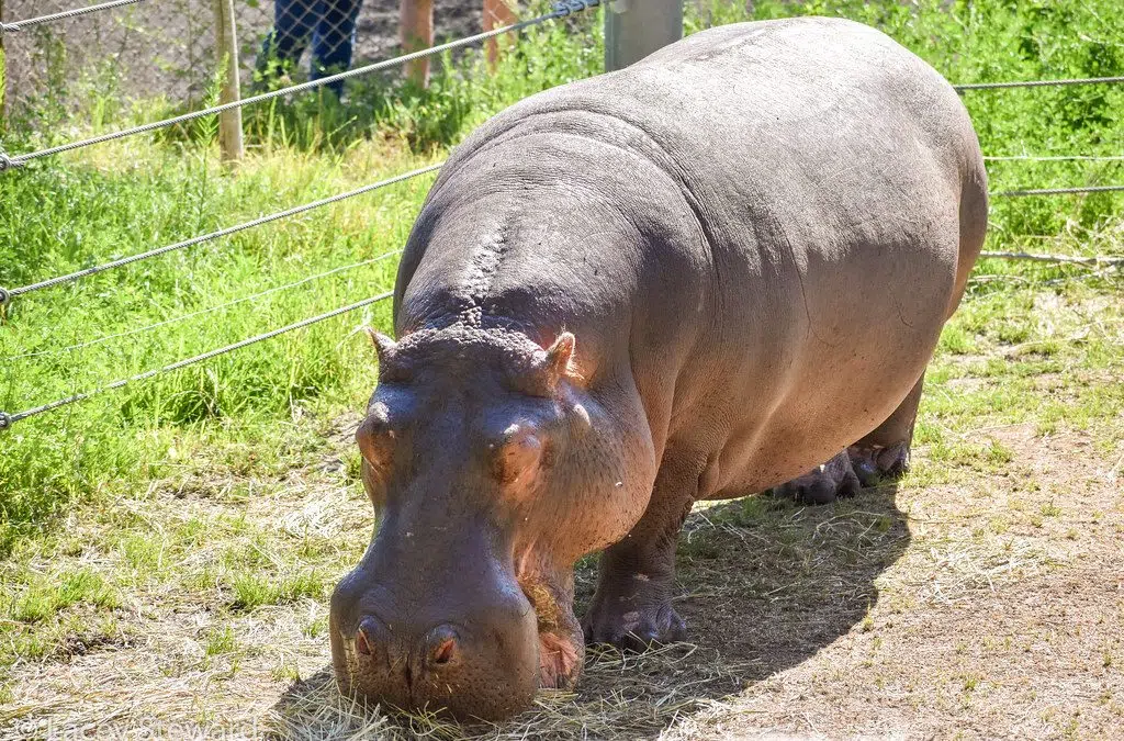 Video of Hippo with the zoomies. May make you want one for Xmas. B107