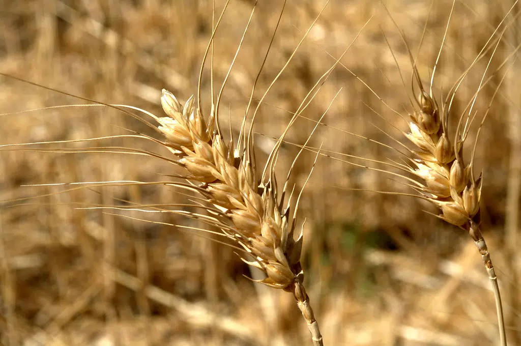 USDA expects smaller winter wheat crop in Illinois this year