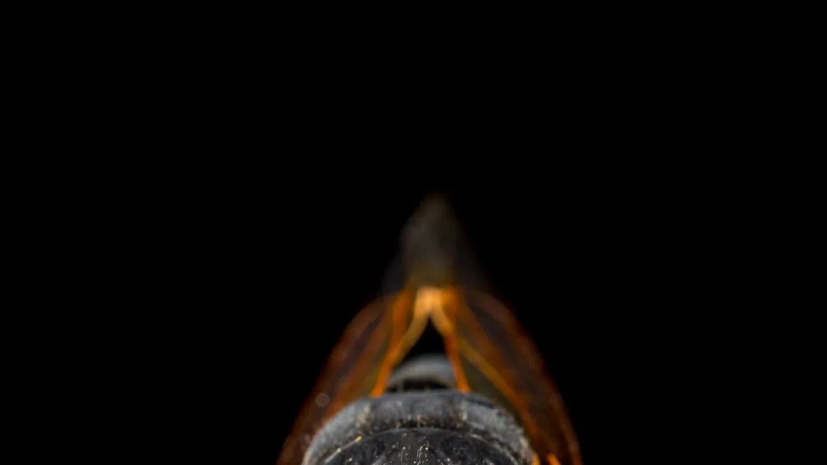 Cicadas Arrive in the Southeast, and are ready to hit the Midwest