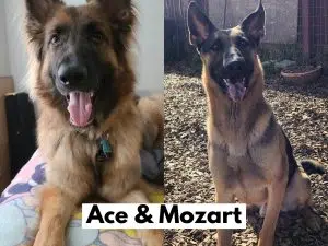 Ace and Mozart