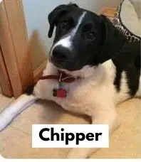 Chipper