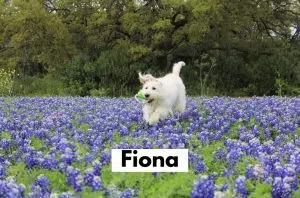 Fiona