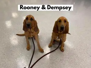 Rooney and Dempsey