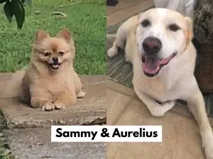 Sammy and Aurelius