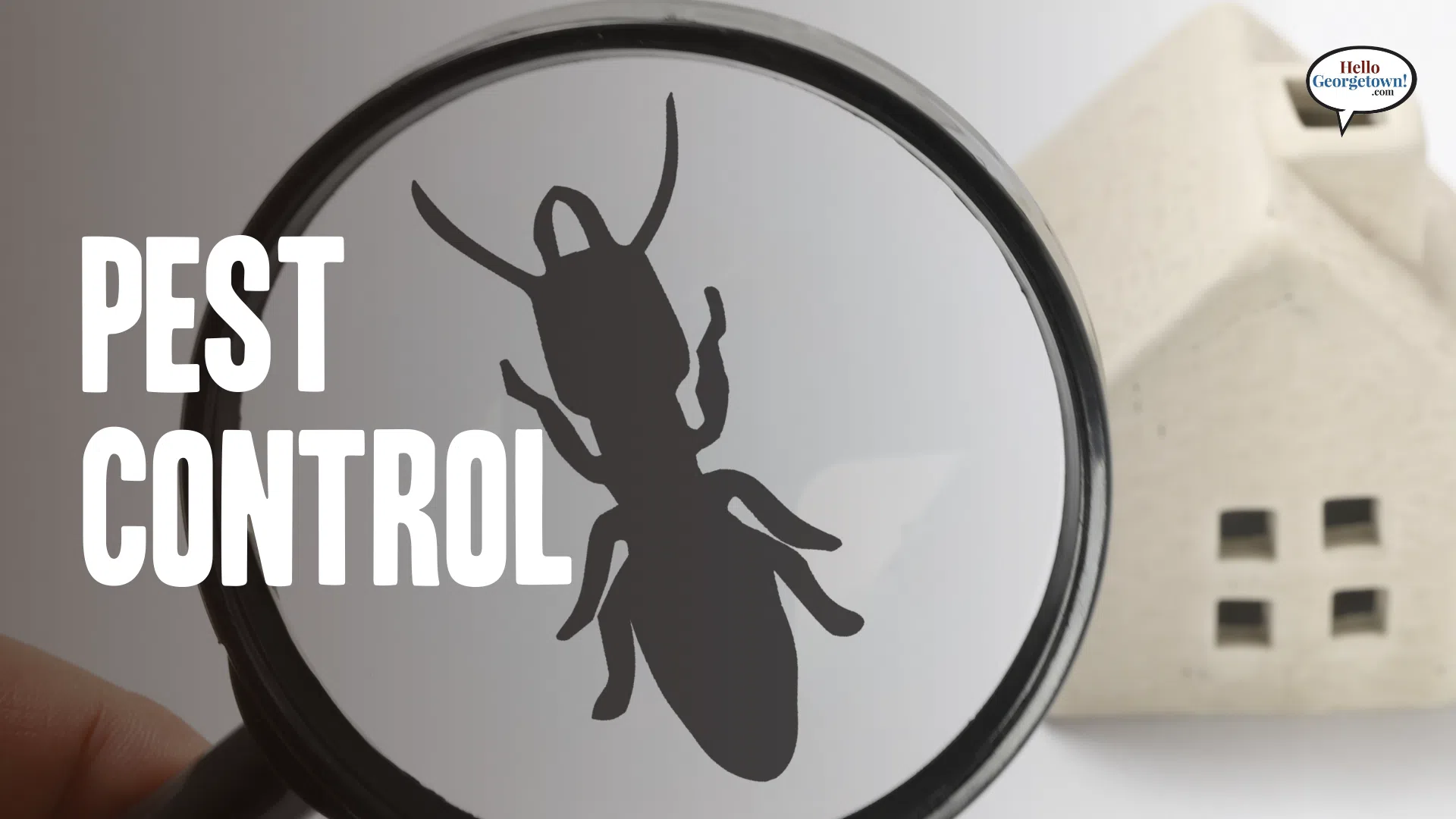 Pest Control in Texas Hello