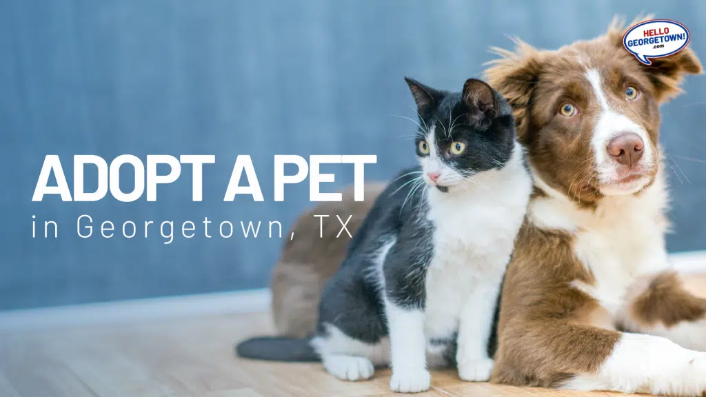 Adopt-a-Pet in Georgetown Texas