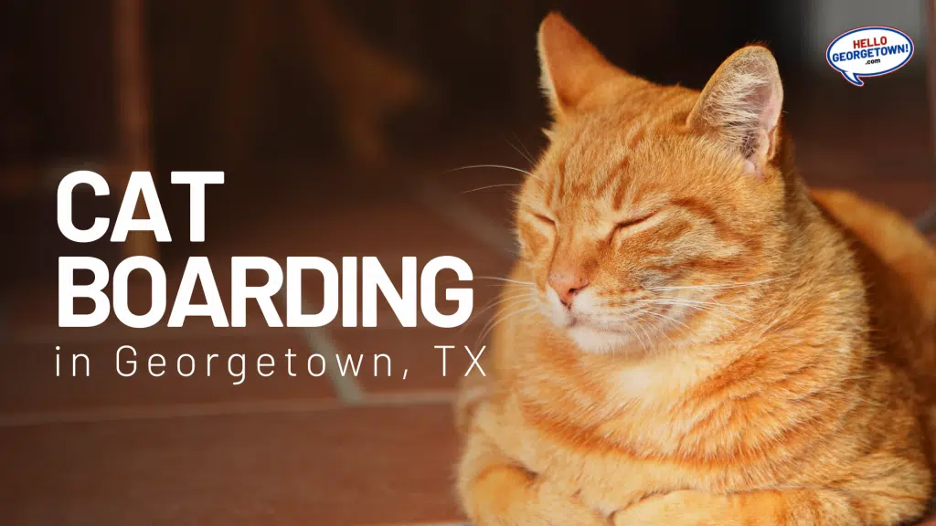 CAT BOARDING GEORGETOWN TX