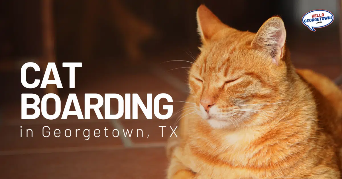 Cat Boarding in TX Hello