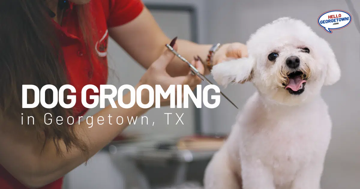 Dog Grooming in TX Hello